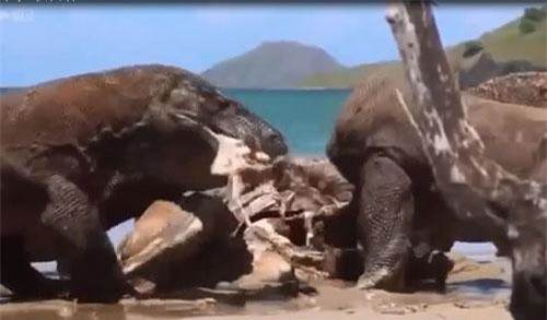 CLIP: Rồng komodo “đuổi cùng giết tận” con mồi