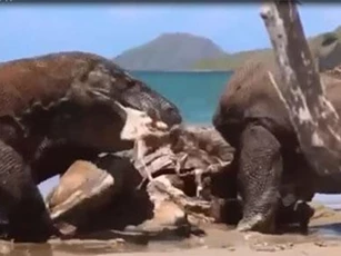 CLIP: Rồng komodo “đuổi cùng giết tận” con mồi