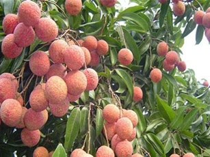 Chống ung thư, tăng ham muốn cực tốt nhờ ... quả vải