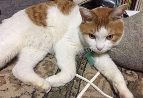 Đáng yêu mèo bị bắt "quả tang", mặt như hận cả thế giới