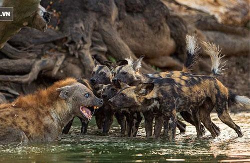 Linh cẩu bỏ của chạy lấy người, lội cả xuống nước vì bị chó hoang truy sát