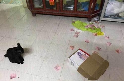Vợ hý hửng tìm được quỹ đen của chồng nhờ mèo yêu