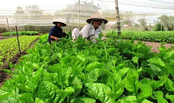 Nông nghiệp công nghệ cao là con đường tất yếu để tăng khả năng cho doanh nghiệp Việt. cạnh tranh.