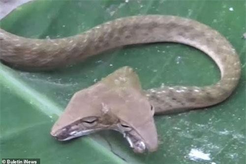 Sửng sốt khi thấy rắn hai đầu xuất hiện 