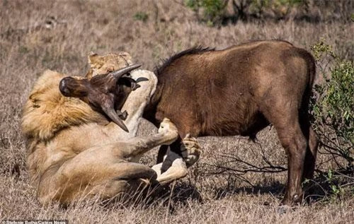 Nhiếp ảnh gia Stefenie Botha, 27 tuổi, đã ghi lại cảnh tượng sư tử săn trâu rừng trong vườn quốc gia Kruger, Nam Phi. Chúng đã tách được hai con trâu nhỏ khỏi đàn và cố gắng hợp sức giết con mồi.