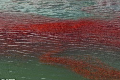 Kỳ lạ tôm hùm nhuộm đỏ mặt nước ở New Zealand