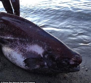 Sửng sốt xác cá hiếm lạ dạt vào bờ nước Mỹ