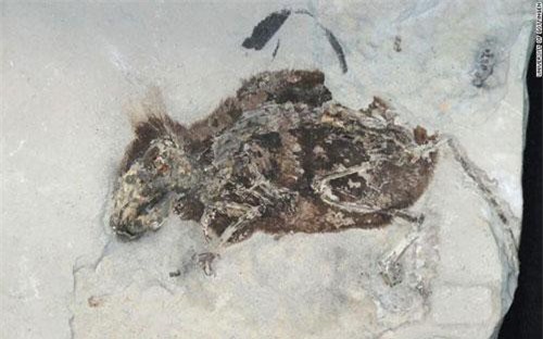 Đức: Phát hiện hóa thạch 3 triệu năm tuổi vẫn còn nguyên lông đỏ