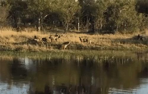 Clip: Linh cẩu hoảng hốt bỏ chạy khi bị chó hoang tấn công