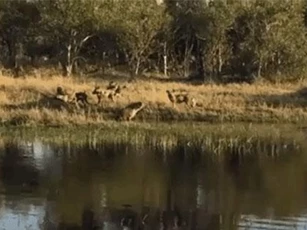 Clip: Linh cẩu hoảng hốt bỏ chạy khi bị chó hoang tấn công