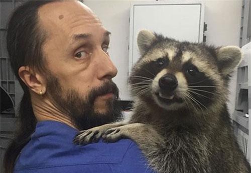 Gấu mèo phụ tá, làm việc tại phòng khám thú y gây sốt