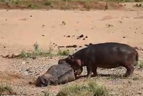 Hà mã điên cuồng tấn công đồng loại đã chết