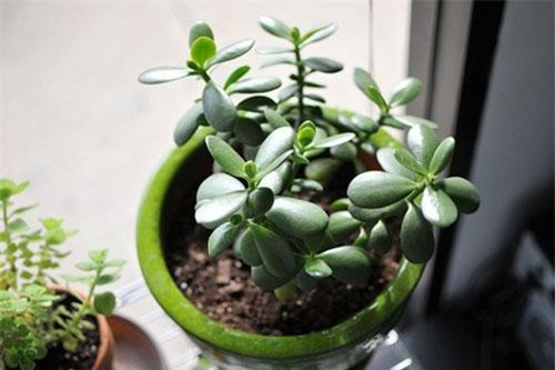 Làm ăn không thuận gia đình bất hòa hãy kiếm ngay cây này trồng đảm bảo lên như diều gặp gió luôn êm ấm