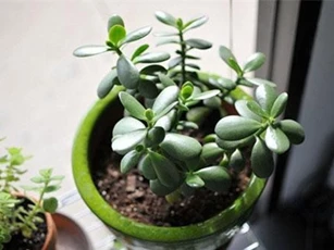 Làm ăn không thuận gia đình bất hòa hãy kiếm ngay cây này trồng đảm bảo lên như diều gặp gió luôn êm ấm