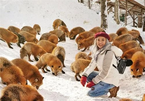 Làng Zao, tỉnh Miyagi, thuộc vùng cao nguyên dãy núi Zao, nổi tiếng là nơi sinh sống của 6 loài cáo hoang dã với hàng trăm cá thể. Ngôi làng được thành lập từ năm 1990, đến nay là điểm du lịch hút khách của tỉnh Miyagi. Ảnh: Marischkaprue.