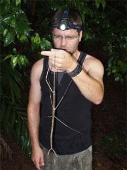 Nhân giống thành công côn trùng gậy khổng lồ, dài nửa mét