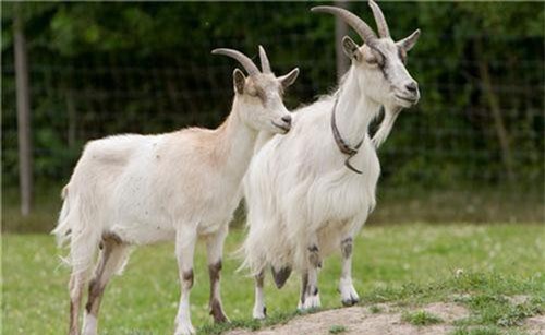 Sự thật kỳ thú ít người biết về loài dê