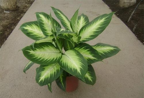 'Vạch mặt' loại cây cảnh cực độc, có thể gây tử vong mau chóng cho trẻ nhỏ nhưng nhiều gia đình Việt chuộng