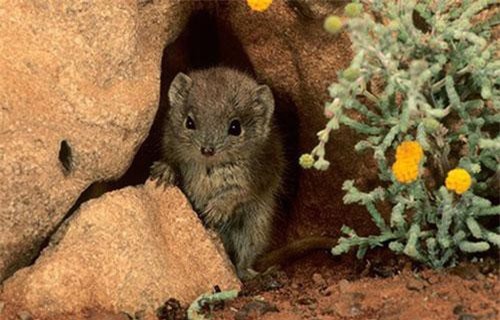 Loài chuột "lạ" biết ân ái là chết vẫn không ngại "yêu" 14 tiếng