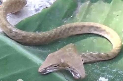 CLIP HOT (14/9): Kỳ lạ rắn 2 đầu hình tam giác ở Indonesia, body chuẩn đến từng centimet của ‘thánh nữ’ Thái Lan