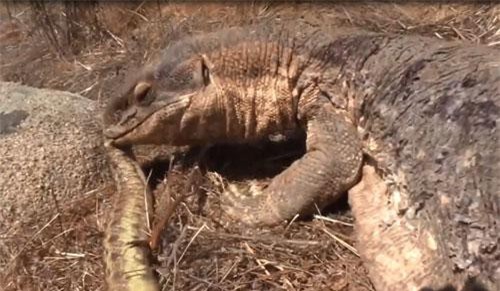 CLIP: Rắn chuột nhận cái chết đau đớn khi đụng độ kỳ đà