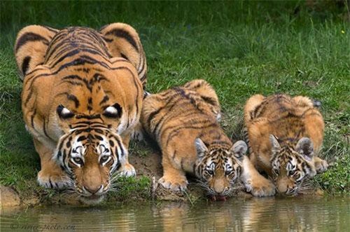 "Lộ" bí mật đặc biệt ẩn sau đôi tai hổ vằn