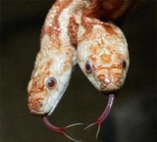 Một trong rất nhiều quái rắn 2 đầu kỳ lạ trên thế giới, cùng chung cơ thể nên hai đầu rắn này có nhiều hành động giống hệt nhau, ví như cả hai cùng thè lưỡi độc ra như thế này.