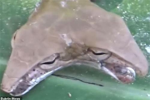 CLIP: Phát hiện rắn 2 đầu hình tam giác cực ‘độc’ ở Indonesia