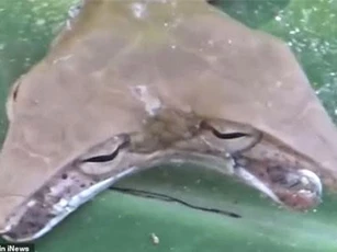 CLIP: Phát hiện rắn 2 đầu hình tam giác cực ‘độc’ ở Indonesia