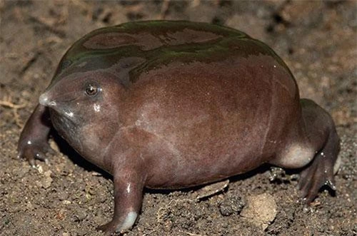 Ếch tía hay còn gọi là ếch mũi lợn, thường được phân bố ở Ghat Tây, Ấn Độ. Những mô tả đầu tiên về loài này chỉ mới xuất hiện vào năm 2003. Ếch tía có da màu tím nhạt, trơn và chủ yếu sống dưới lòng đất. Hiện tại, loài ếch này đang nằm trong nhóm bị đe dọa nguy cấp.