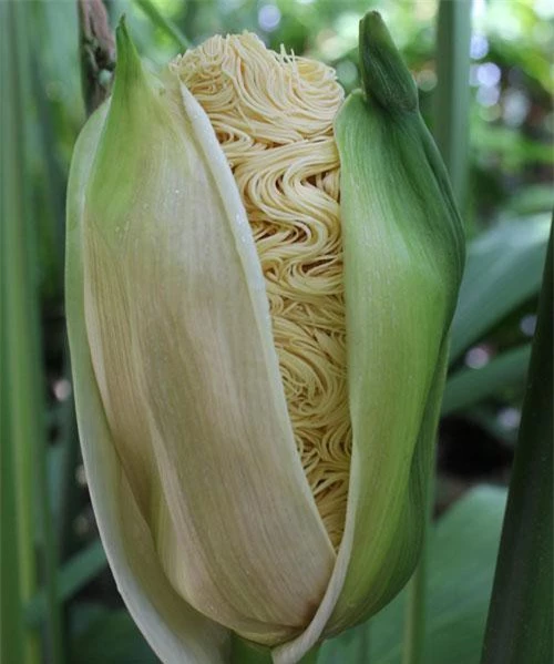 loài thực vật này có bề ngoài trông giống như một cây ngô và hoa thì lại trông giống như những vắt mì ăn liền.