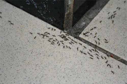 Mẹo đuổi kiến cực sạch chỉ với cục bông, muối, đường