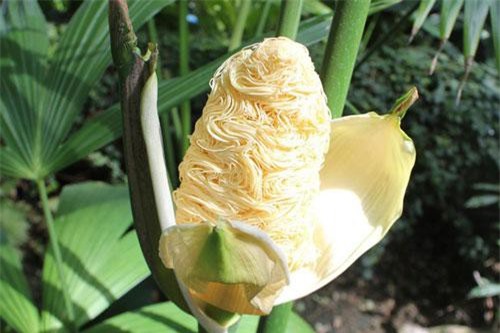 Bí ẩn về loài thực vật kì dị nhìn thôi cũng đủ thấy đói bụng: Bên ngoài như bắp ngô, bên trong lại là mỳ gói