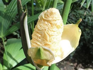 Bí ẩn về loài thực vật kì dị nhìn thôi cũng đủ thấy đói bụng: Bên ngoài như bắp ngô, bên trong lại là mỳ gói