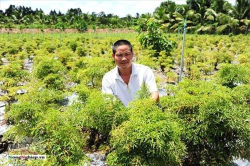 Tỷ phú cây dược liệu trên đất Đồng Tháp