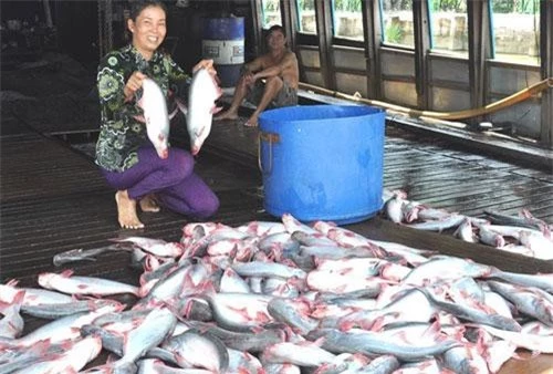 Cá tra thu hoạch từ vùng nuôi có kiểm soát. Ảnh:HĐ. Cá tra thu hoạch từ vùng nuôi có kiểm soát. Ảnh:HĐ.