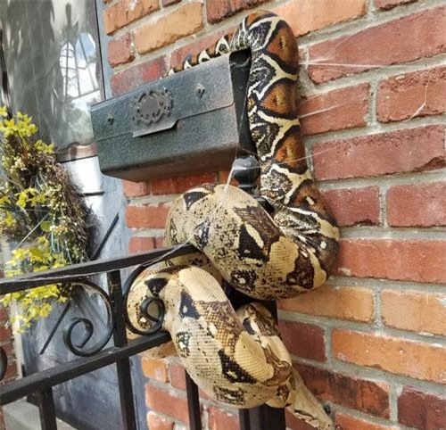 Chạy té khói khi thấy trăn khổng lồ quấn chặt hộp thư