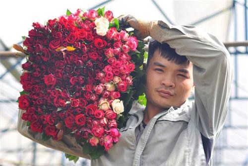 Vườn hoa hồng công nghệ cao trên cao nguyên Langbiang