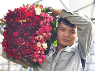 Vườn hoa hồng công nghệ cao trên cao nguyên Langbiang