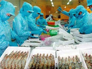 Xuất khẩu tôm vào các thị trường tăng mạnh