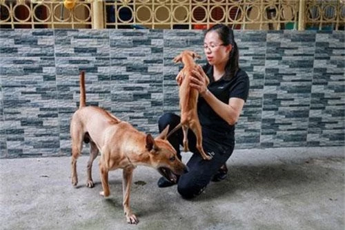 Ngoài là một dược sỹ, chị Lê Thi Hà (1988) còn sở hữu 5 trang trại nuôi chó Phú Quốc ở ngoại thành có giá trị lên tới hơn 1 tỷ đồng.