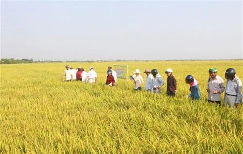 Cánh đồng lúa hữu cơ tại huyện Triệu Phong, Quảng Trị.