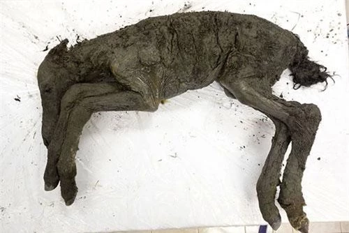 Con ngựa bị đóng băng trong lớp băng vĩnh cửu ở Siberia khoảng 40.000 năm trước