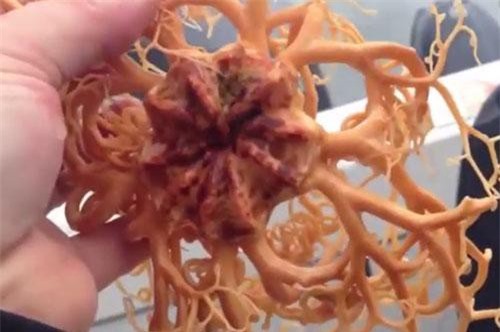 CLIP: Phát hiện sinh vật 'ngoài hành tinh' ở Alaska