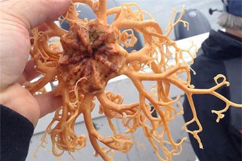 Sinh vật biển sâu kỳ dị như đến từ ngoài hành tinh ở Alaska