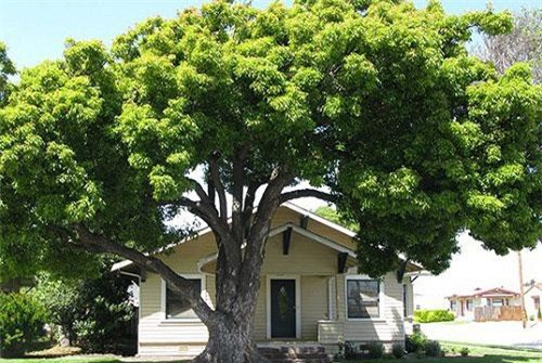 Để 6 vật này trước cửa nhà chẳng trách Thần Tài đến rồi lắc đầu bỏ đi