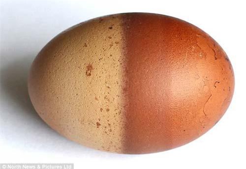 Quả trứng gà hai màu độc nhất vô nhị ở Anh