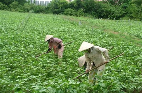 Đậu xanh phát huy hiệu quả trên đất lúa tại huyện Hoài Ân.