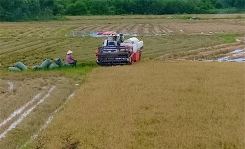 Nông dân buồn bã vì năng suất lúa hè thu giảm vì nắng hạn.