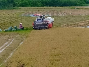 Lúa hè thu ở Nam Trung bộ năng suất thấp, giá giảm